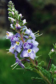 Veronica schmidtiana